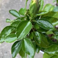 ハイビスカス,はいびすかす,鉢植え,植え替え,ガーデニングの画像