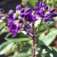 ガーベラ,ガーベラ,ベロニカ グレース,ベロニカ グレース,斑入りブーゲンビレアの画像