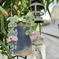 カレックス,カレックス,ヘンリーヅタ,ヘンリーヅタ,ミセバヤの画像