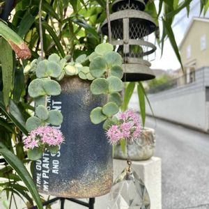 カレックス,カレックス,ヘンリーヅタ,ヘンリーヅタ,ミセバヤの画像