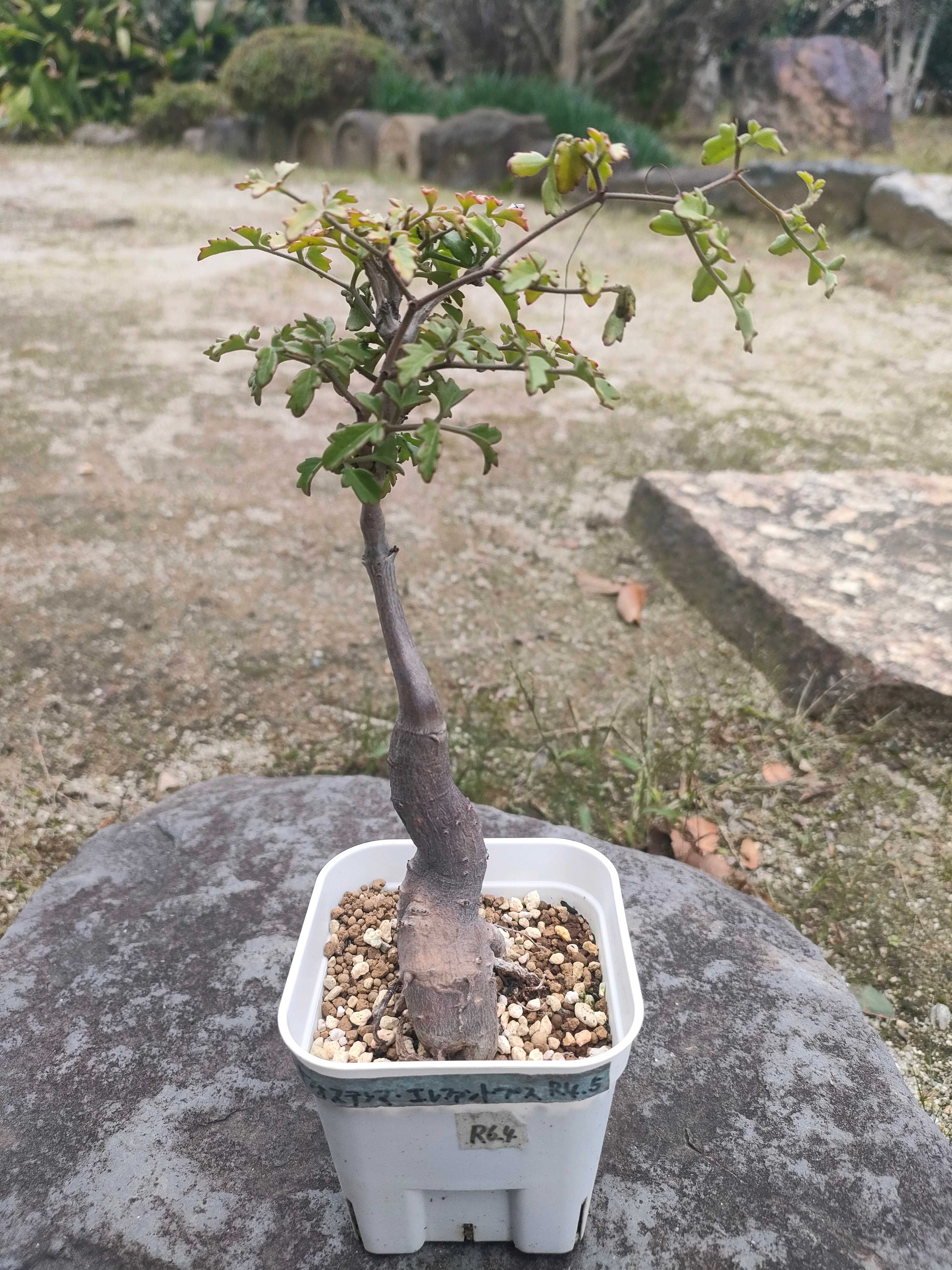 キフォステンマ・エレファントプスの一覧｜🍀GreenSnap（グリーン