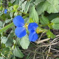 ツユクサの画像