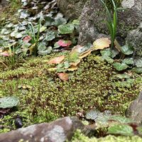 キンモクセイ,キンモクセイ,ミヤコワスレ,モミジ,ユキノシタの画像