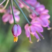 苔(コケ),苔(コケ),ザクロソウ,ザクロソウ,ラッキョウの画像