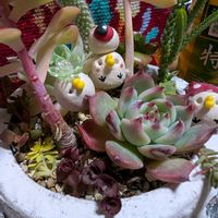 粉雪,月の雫さんピータン♥️,多肉植物,多肉中毒,多肉植物の寄せ植え♡の画像