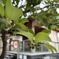 キク,サカキ,モミジ,松ぼっくり,イチョウの画像