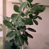 フィカス ベンガレンシス,観葉植物,ダイソー,熱帯植物,botanical lifeの画像