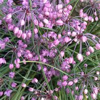 シュウメイギク,シュウメイギク,ヒメツルソバ,ヒメツルソバ,ハナトラノオの画像