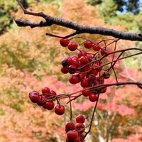 ナナカマド,お出かけ先の画像