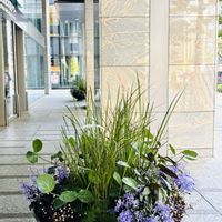 プレクトランサス,アルテルナンテラ,寄せ植え,良い一日を…,丸の内の画像