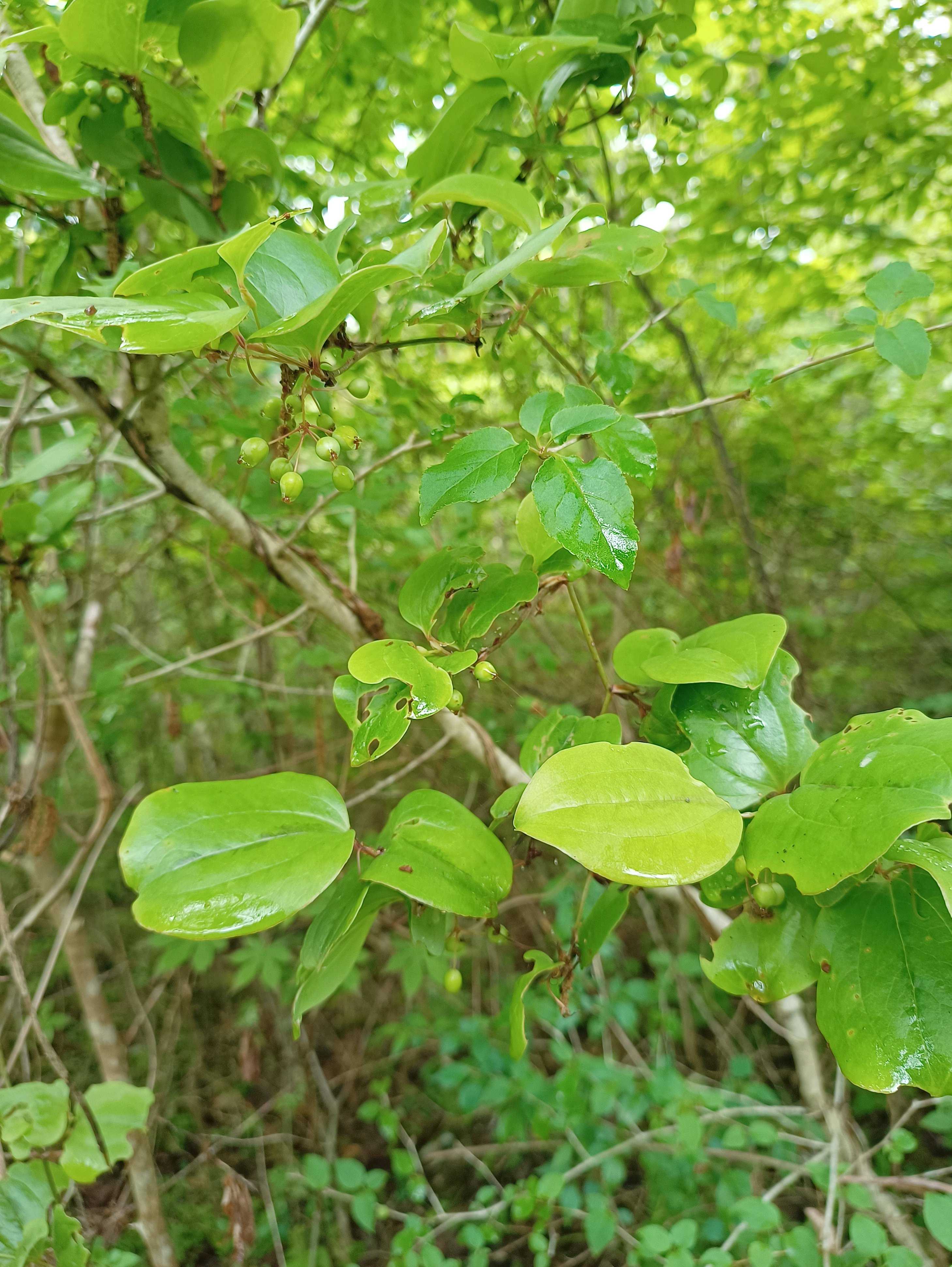 山野草の投稿画像 by まこちゃんさん｜赤い実とお出掛け先と富士山麓と