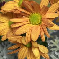 シロタエギク,マム,マム,カンガルーポー,カンガルーポーの画像