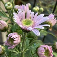 挿し木,災害復旧の祈り,菊 キク きく,能登応援,庭の画像