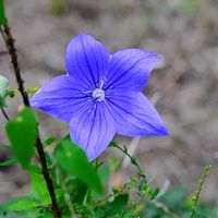 キキョウ,キキョウ,カラタチ,カラタチ,ノリウツギの画像