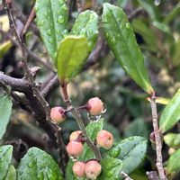 ハマヒサカキ,マンリョウ,ヒサカキの画像