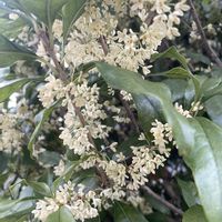 キンモクセイ,ギンモクセイ,元気もらえる,お花のある暮らし,笑って咲く花の画像