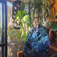 とっくりラン,ポニーテール,インテリアグリーン,大型観葉植物,観葉植物のある暮らしの画像