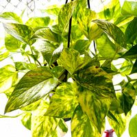 ポトス,斑入りポトス,斑入りポトス,ポトス フラッシュ,ポトス フラッシュの画像