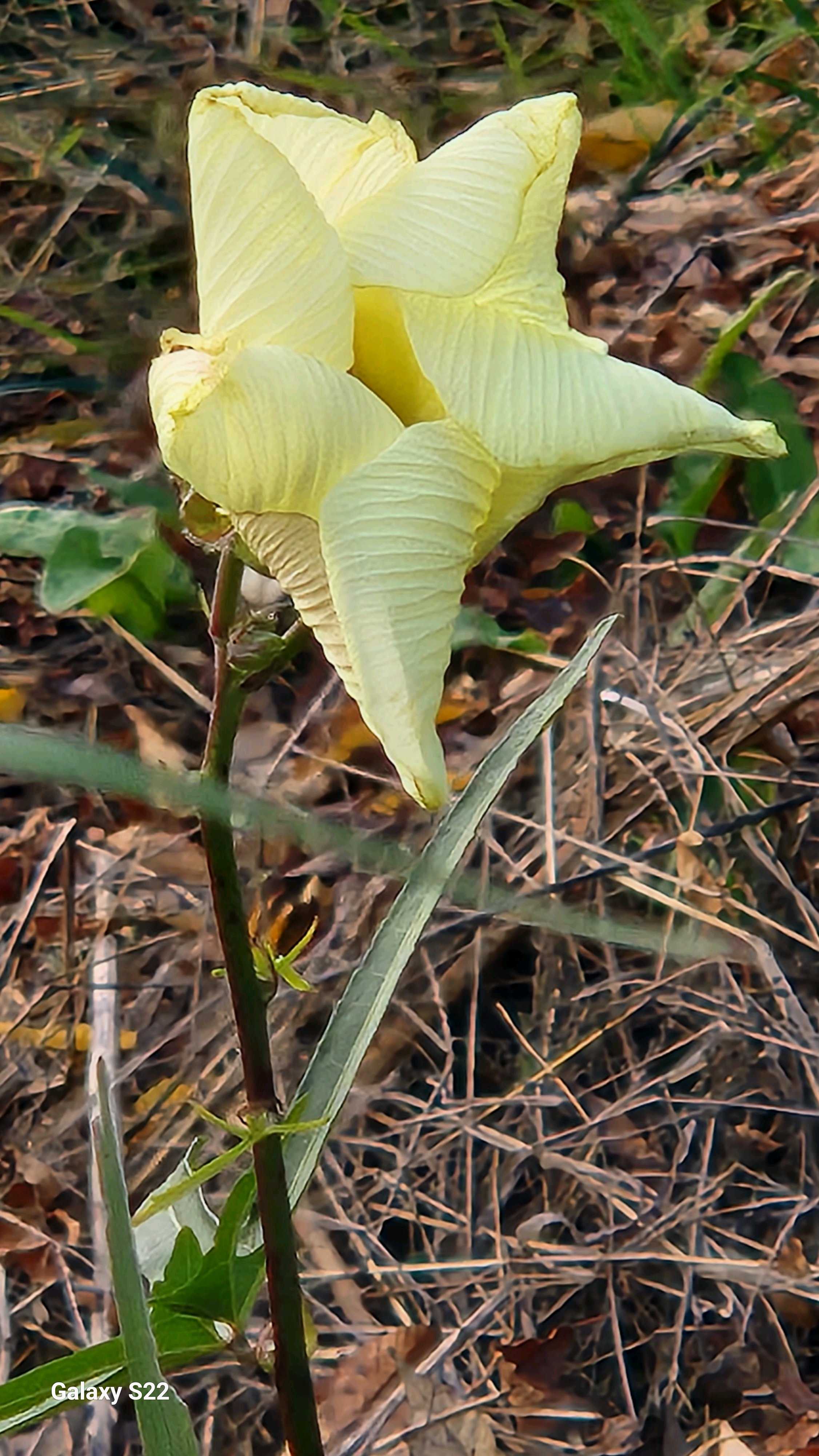 テンナンショウの育て方｜植え付けや植え替えの時期は？｜🍀GreenSnap