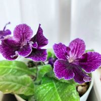 ストレプトカーパス,素敵な出会いに感謝,今日も素敵な一日でありますように,愛しの紫,チーム新潟の画像