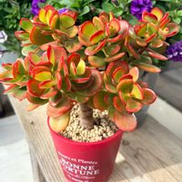 金のなる木,金のなる木,金のなる木,挿し芽,挿し木の画像