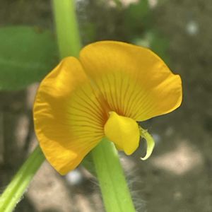 ラッカセイ,花壇,ガーデニング,マメ科,野菜の花の画像