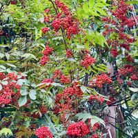 ナナカマド,可愛い,お散歩,美しい,ウォーキングの画像