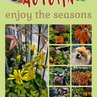 ポメラニアン♡,盆栽,小品盆栽,我が家のペット,ワンワン祭りの画像