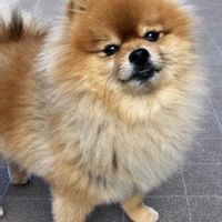 ノコンギク,ピラカンサ,マユミ,イワシデ,あいなしの画像