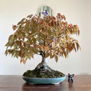 ケヤキ,ケヤキ,盆栽,小品盆栽,ミニ盆栽の画像