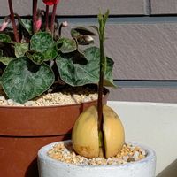 アボカド,成長記録,大事に育てたい,成長が楽しみ,今日も笑顔で♡の画像