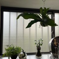 トキワシノブ,コーヒーの木,ダバリア　ラビットフッド,多肉植物,観葉植物の画像