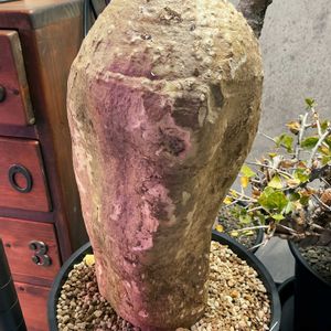 フォッケア・エデュリス,塊根植物の画像