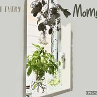 ユーカリ ドライフラワー,スウィートバジル,ほしつながり,たいせつななかま♡,ＧＳは笑顔で⭐️の画像