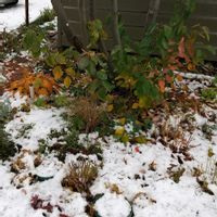 ジューンベリー,北海道の画像