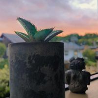 アガベ,チタノタ ブルー,多肉植物,マイブーム,アガベ属の画像