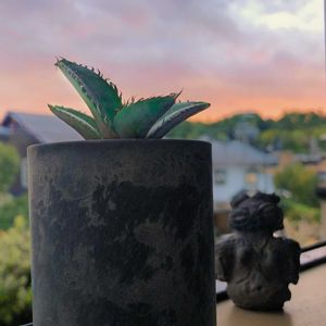 アガベ,チタノタ ブルー,多肉植物,マイブーム,アガベ属の画像