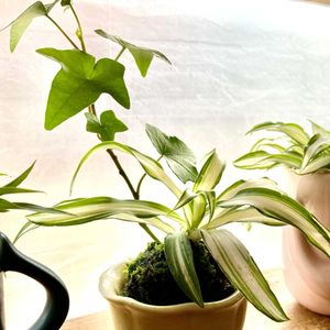 オリズルラン,ツワブキ,ナス,短毛丸,小松菜の画像