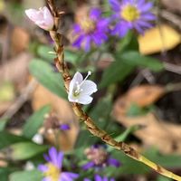 ノコンギク,サクラタデ,石神井公園野草観察園,こんな風景が好きの画像