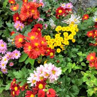 マム,挿し木,秋を楽しむ,お花のある暮らし,菊まつりの画像