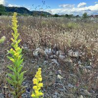 クコ,ススキ,セイタカアワダチソウ,ヤブミョウガ,ツリガネニンジンの画像