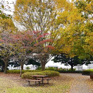 ケヤキ,コブシ,ドウダンツツジ,欅.(けやき),秋の気配の画像