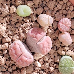 リトープス,多肉植物,初心者,ベランダの画像