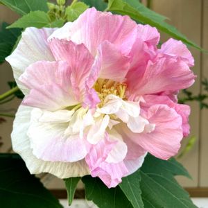 スイフヨウ,スイフヨウ,フヨウ,フヨウ,八重咲き酔芙蓉の画像