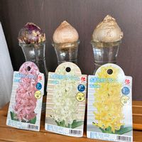 ヒヤシンス,水耕栽培,ヒヤシンス水耕栽培,ガーデニング初心者,花の大和の画像