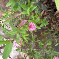 シモツケ の画像