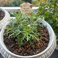 イチゴ,チューリップ,マーガレット,ラベンダー,ベランダの画像