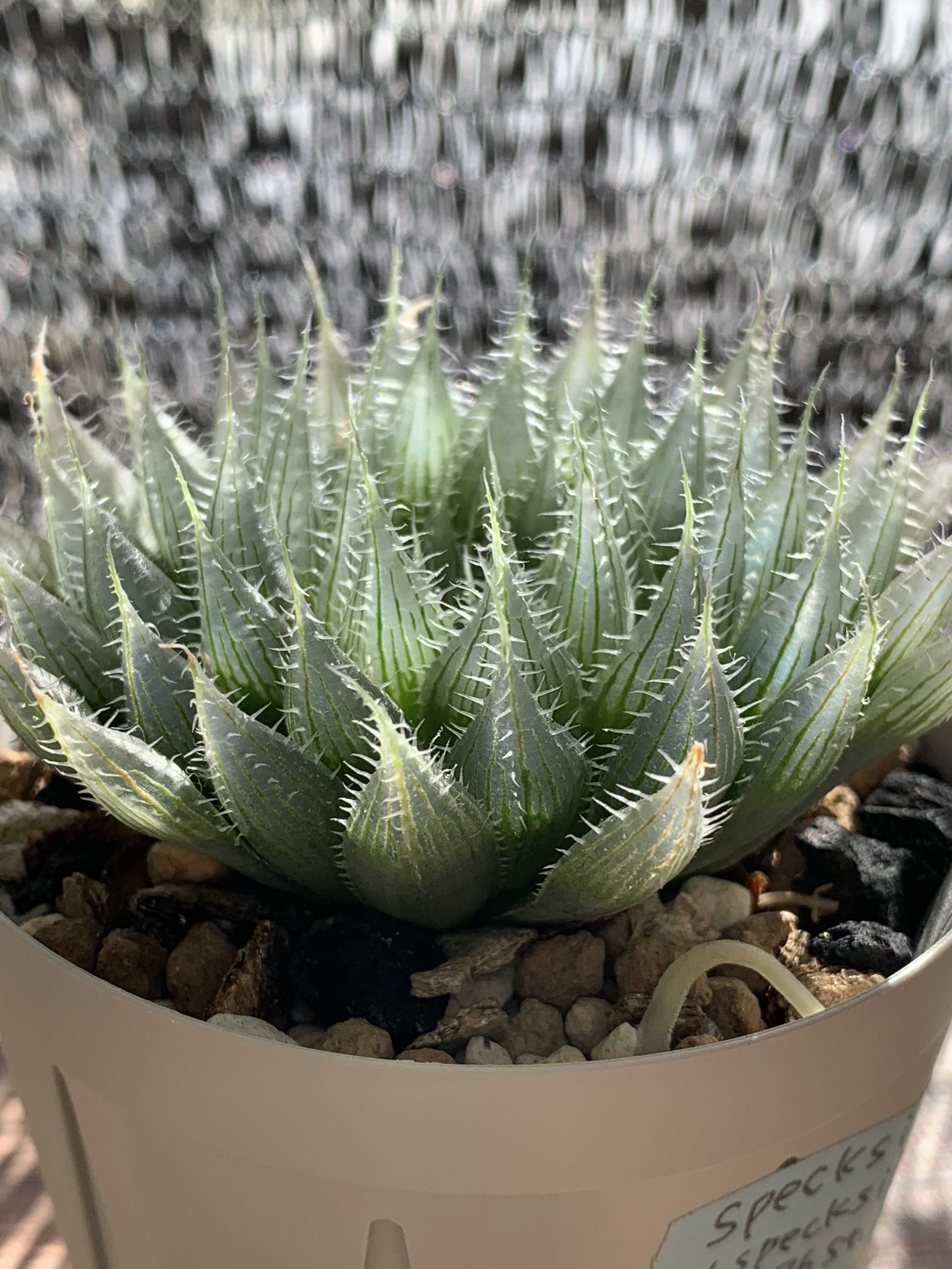 ハオルチア　連絡用 ガチムチ系。 | D-style ニクブログ