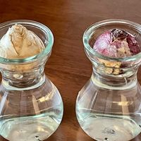 ヒヤシンス 水耕栽培,ヒヤシンス水栽培,ヒアシスターズの画像