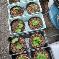 アスター,イチゴ,エリシマム,ガイラルディア,ネモフィラの画像